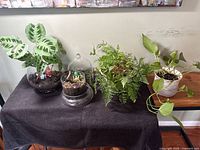 All four potted houseplants and glass cloche on table