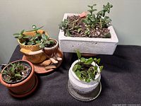 Four potted plants on black surface