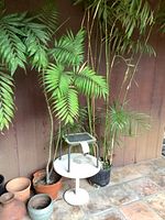 Overall view of two potted palms, white pedestal table, step stool on table, assorted pots on floor