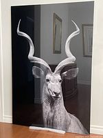 Front view of entire acrylic photo panel showing Greater Kudu