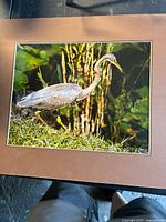 Full view of the 18x20 photograph of a tri-colored heron, mounted on a brown mat board, showing the heron in a wetland environment.