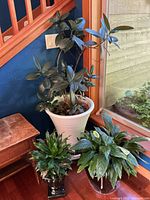 Overall view of the three potted plants near a window and staircase, showing relative sizes and pot styles.