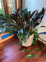 Full view of woven basket containing live Pinstripe Calathea and trailing ivy, standing on wood floor.