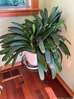 Full view of the white ceramic pot, black metal stand, and Natal Lily plant with large green leaves.