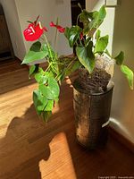 Full view of the round cabinet with plant on top showing height and scale in room light.