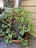 Dark large textured outdoor planter pot with variegated ivy spilling over edges, terracotta saucer underneath, placed on outdoor surface near house siding.