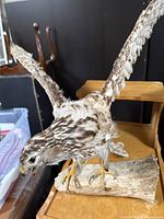 Full view of mounted hawk on wood base showing wings and pose