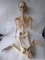 Skeleton seated showing overall form