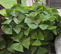 Two green-leaf Oxalis triangularis plants densely filling basket