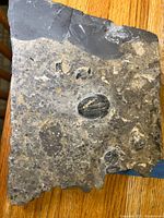Image showing the fossil plate with multiple visible trilobites in dark Wheeler Shale matrix on wooden surface.