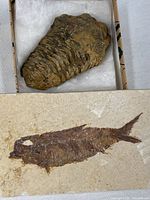 Fossil trilobite in cushioned box and Knightia fossil fish in limestone slab.