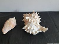Both conch shells side by side on black background