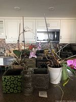 Full lot showing two orchid plants and three containers