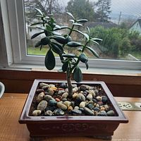 Top view showing jade plant foliage, planter and pebble topping