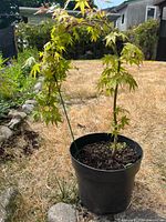 Full view of potted Japanese maple showing curved trunk and leaves