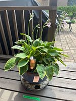 Hosta in blue pot on wheeled stand with light front view