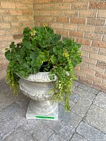 Front view of resin urn planter with live plant