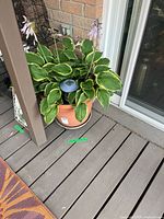 Hosta in plastic pot with solar light and surrounding accessories