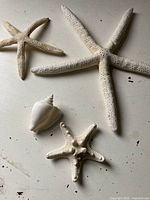 Group of three starfish with one seashell on surface