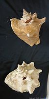 Both conch shells front view