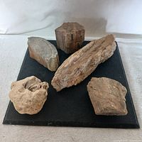 Group shot of all five petrified wood pieces on black surface