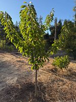 Full view of Bing cherry tree standing in ground