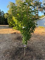 Row of young trees, focus on first Bing cherry tree showing full height