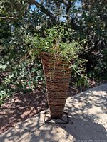 Wide view showing the large grapevine basket with plant inside, metal base on ground outside.