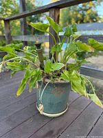 Wide view of large mature green-leafed plant in green ceramic pot on outdoor wooden surface.