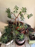 Front view showing the large jade plant centrally placed with multiple aloe plants around in assorted pots.