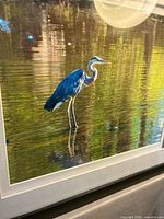 Framed photograph showing blue heron standing in water with reflection