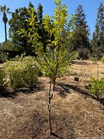 Apricot tree standing in a garden environment with clear view of leaves and trunk, showing overall condition and size.