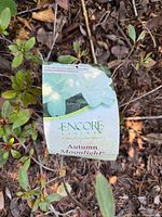 Close-up photo of plant label showing Encore Azalea Autumn Moonlight reblooming azalea info.