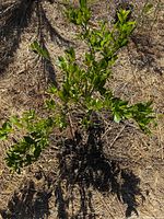 Young Bears Seedless Lime Tree growing in soil with pine straw mulch, green leaves visible