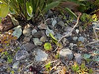 Outdoor garden setting with various rocks and succulents interspersed among them.