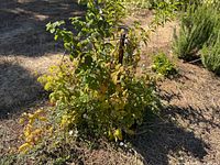 Photo showing whole raspberry bush plant with green and yellow leaves in outdoor soil.