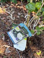 Close-up of the Summer Soul Arabian Jasmine plant with attached plant tags showing details about the variety and care.