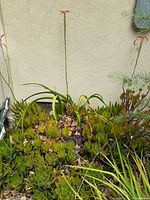 Outdoor succulent patch against a beige wall showing various green rosette succulents with tall reddish-orange flower stalks and other succulents growing in soil.