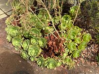 Outdoor photo of a patch of green rosette-shaped succulent plants with some dried brown stems and natural wear.