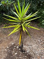 Single Yucca plant standing outdoors with pointed green leaves and a woody trunk.