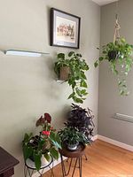 Corner set-up showing multiple potted plants on shelves and stands