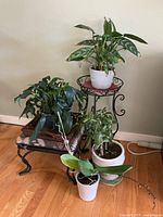 Group of four potted plants on two stands with tray visible