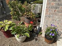 Group of six potted plants showing hostas, purple flowering plant, red daisy, ivy, assorted planters