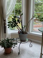 Both potted plants on and beside metal stand near window
