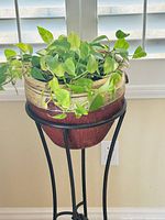 Golden Pothos in ceramic planter on metal stand, close view