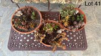 Top view of all three succulent pots on patio table