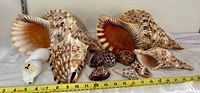 All 10 shells displayed in two groups, two large Triton's Trumpet shells in the back, polished cowries and smaller conch-like shells in front, measuring approximately from 3 to 16 inches.
