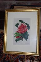 Framed chromolithograph artwork of a Camellia flower with white cotton mat and gold-toned frame on a carpeted surface.