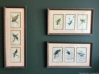 Group view of all three framed bird prints on wall