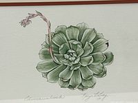 Close-up of watercolor showing Echeveria subject and part of title text